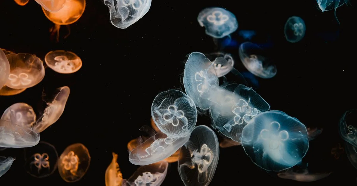 Ctenophora Bantu Pahami Evolusi Sistem Saraf Awal Hewan Dan Bioluminesensi