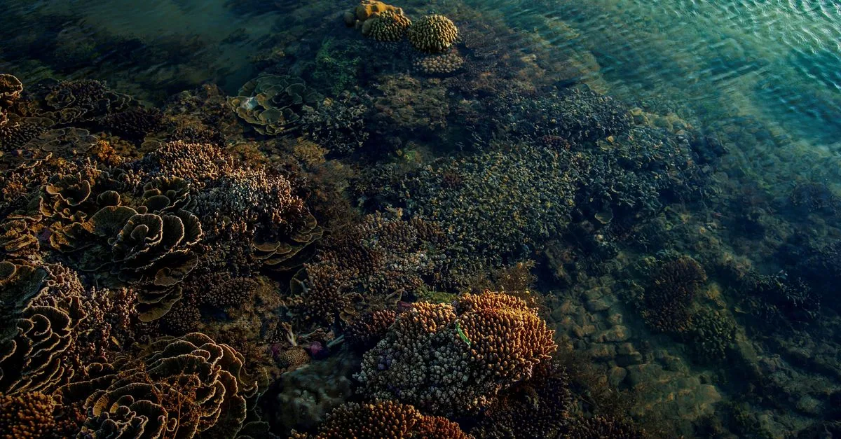 Habitat Bawah Laut Vanguard Diperkenalkan Untuk Penelitian Terumbu Karang Dan Perubahan Iklim