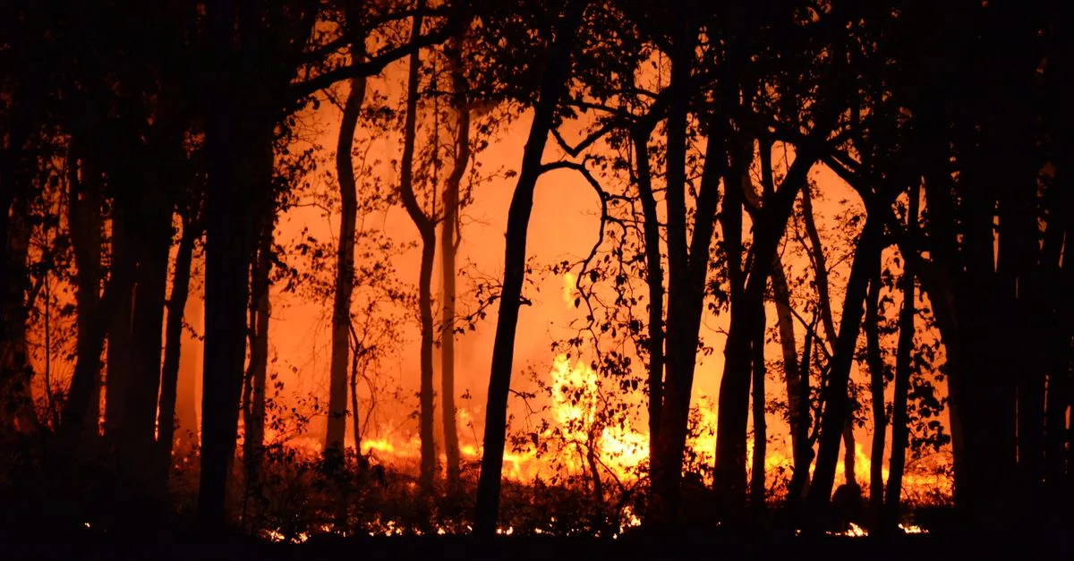 Praktik Pembakaran Adat Dapat Kurangi Risiko Kebakaran Hutan Di Australia