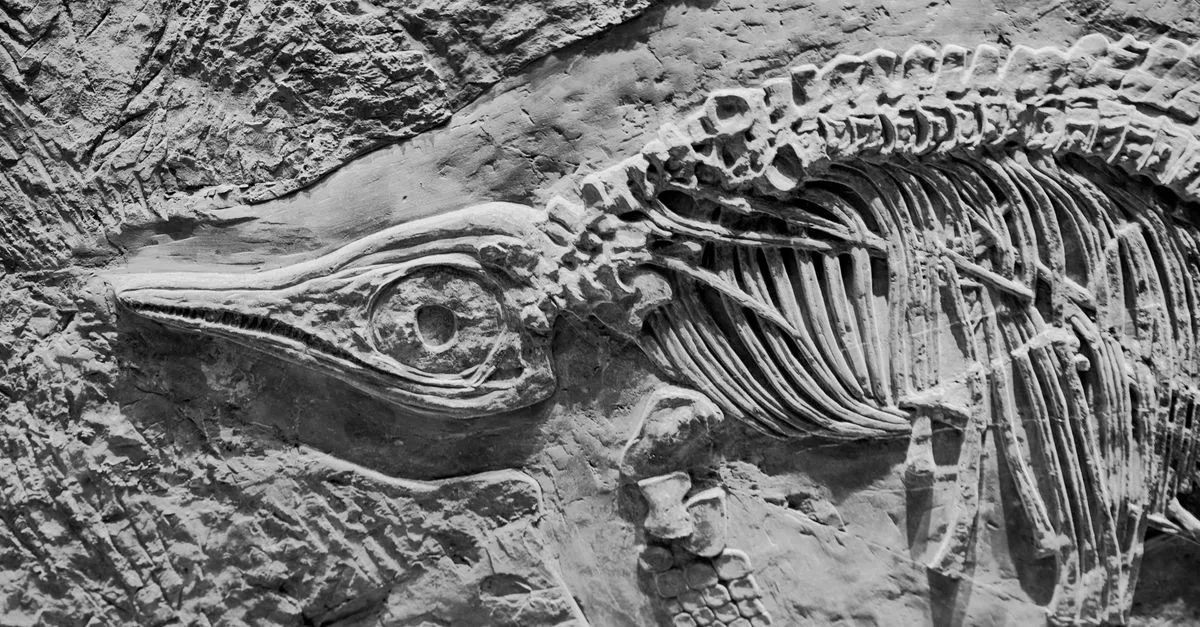 Penemuan Fosil Buaya Gavial Baru Ungkap Sejarah Evolusi di Afrika