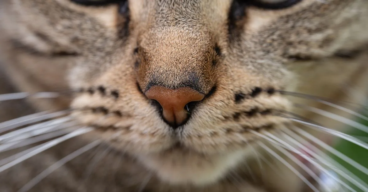 Ilmuwan Temukan "Kartu Identitas" Kimiawi Tersembunyi Di Dalam Urine Kucing