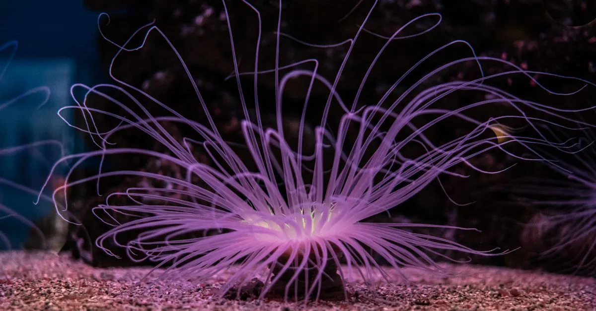 Laba-laba Laut Raksasa Di Australia Dapat Mengeluarkan Cahaya Bioluminescent