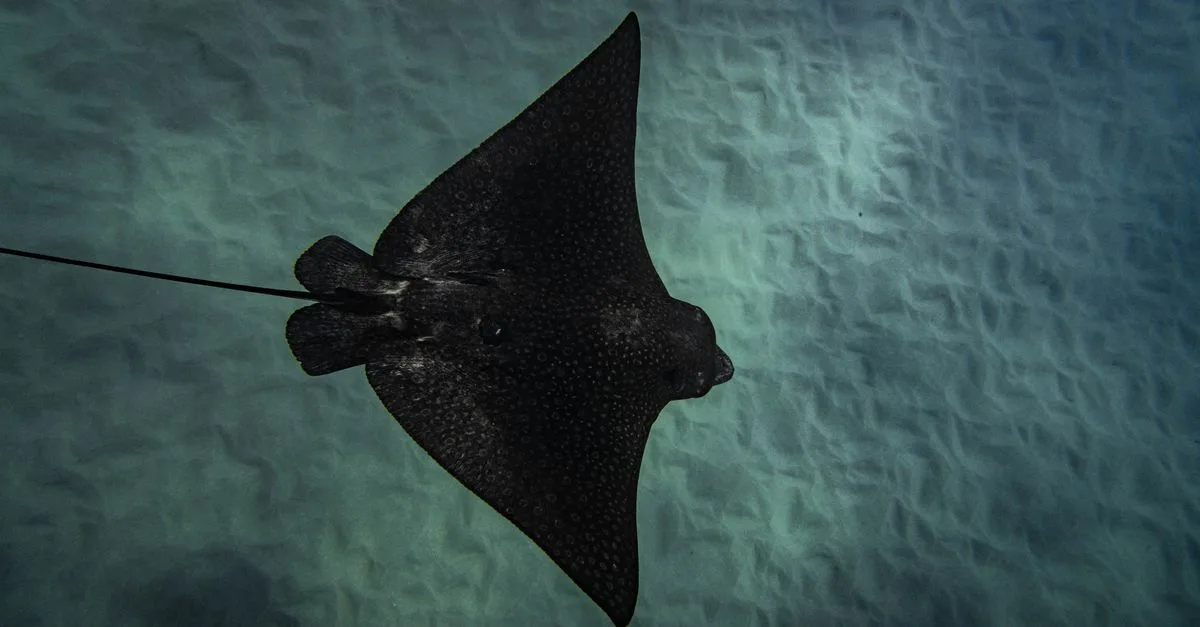 Penemuan Pelat Gigi Pari Elang Di Laut Karibia Ungkap Potensi Spesies Baru