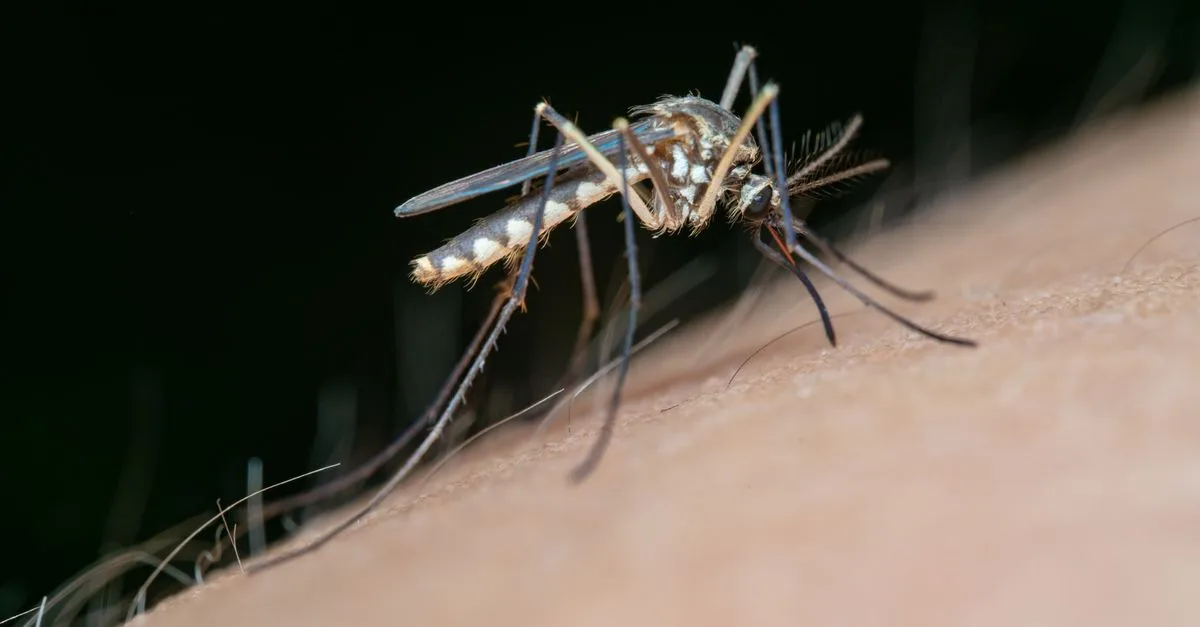 Penelitian Vaksin Dengue Baru Dapat Ciptakan Perlindungan Yang Lebih Aman Dan Efektif