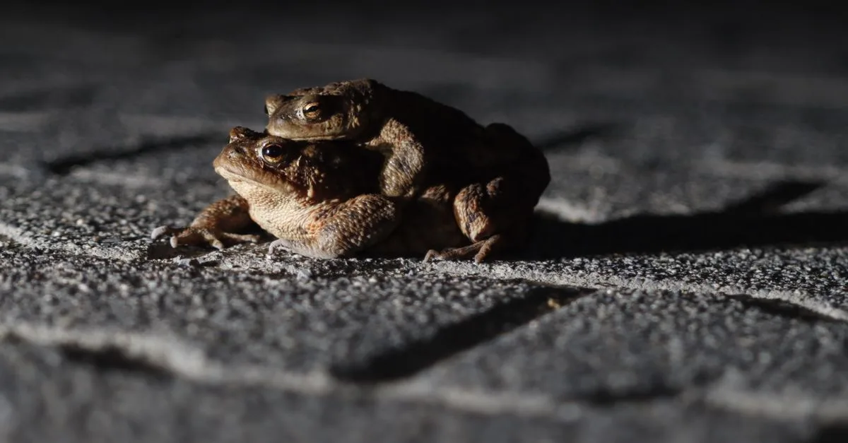 Katak Betina Kesulitan Memilih Pasangan Saat Dihadapkan Pada Banyak Pilihan Suara