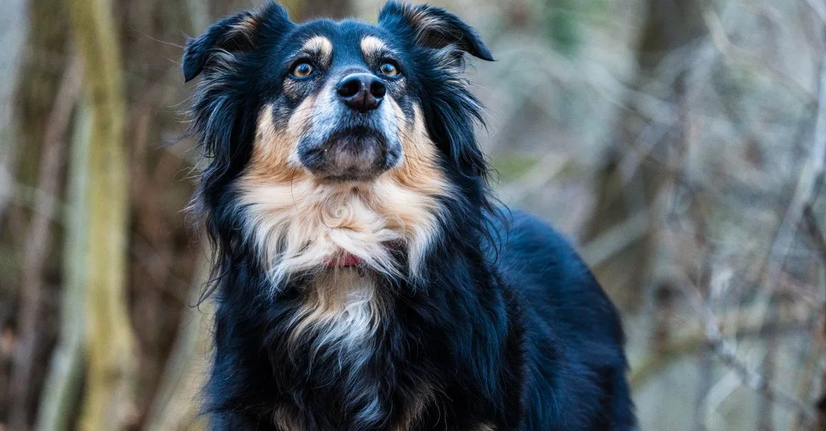 Fenomena Anjing Biru Di Chernobyl: Mitos Radiasi Atau Fakta Sains?