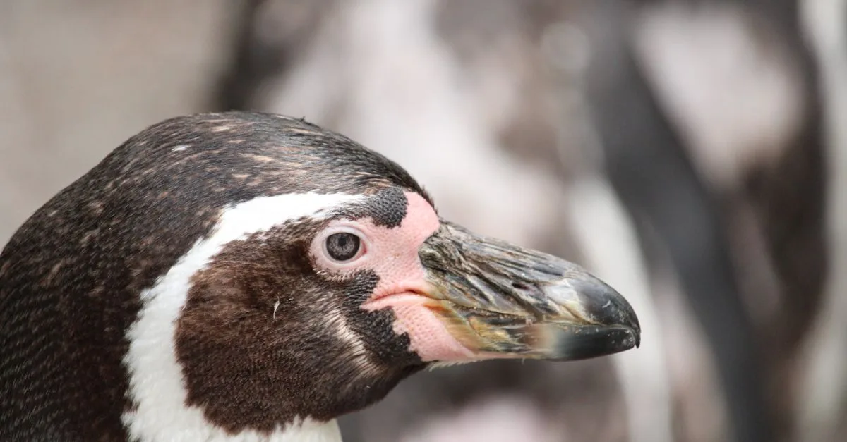 Upaya Mengembalikan Populasi Penguin Humboldt Yang Terancam Di Punta San Juan