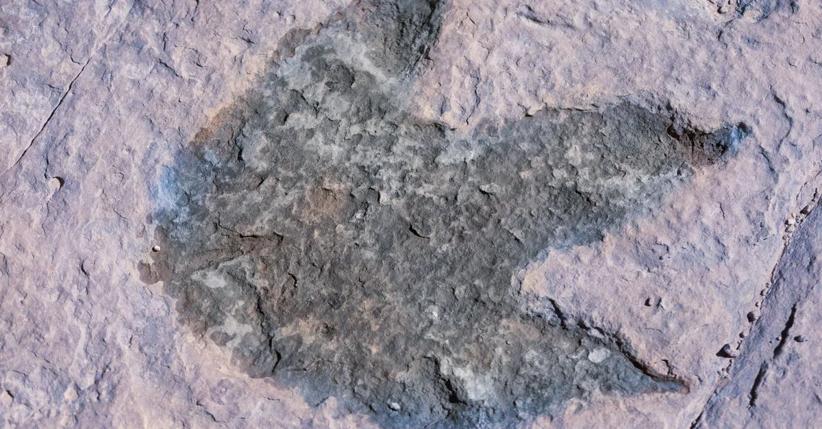 Pola Sarang Laut Mirip Sarang Lebah Ternyata Diciptakan Oleh Arthropoda
