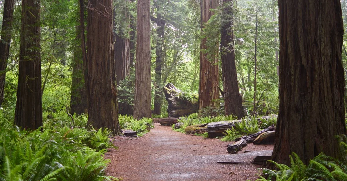 Gelombang Panas Ancaman Serius Bagi Keberlangsungan Pohon Redwood Pantai
