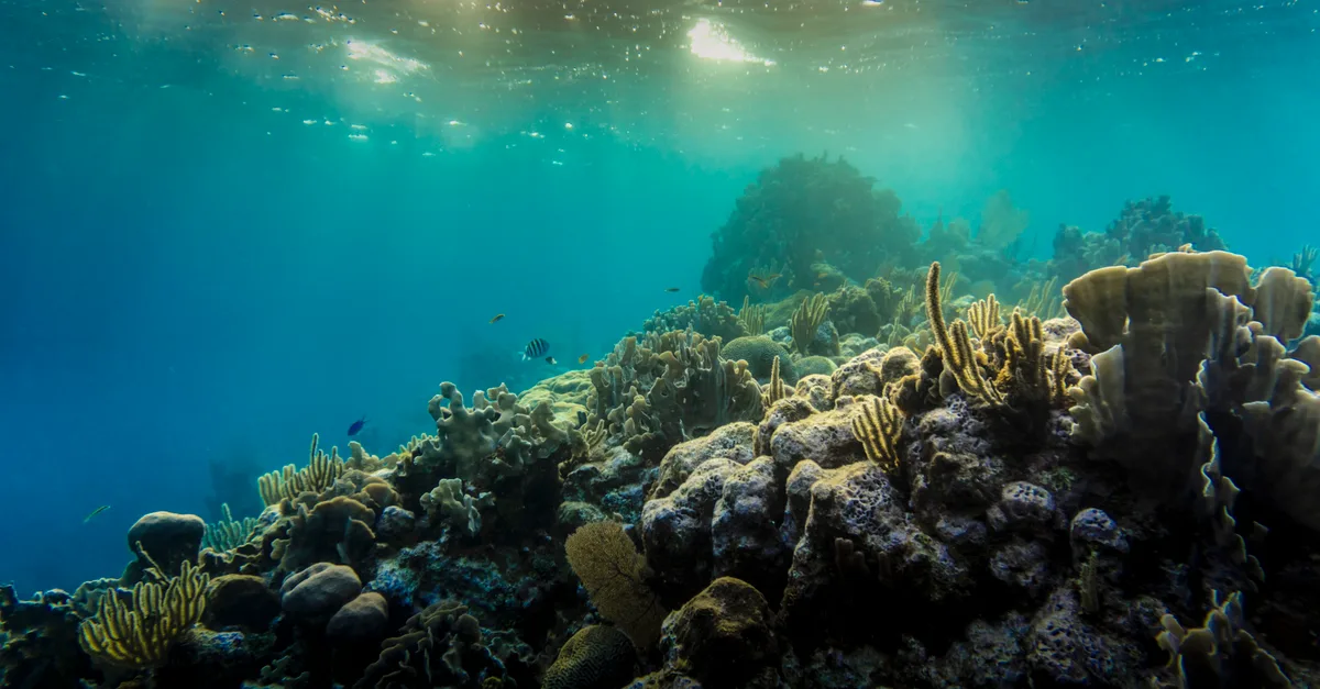 BRIN Dan IRD Prancis Perkuat Laboratorium Bersama IJL SELAMAT Untuk Riset Keanekaragaman Hayati Laut Indonesia