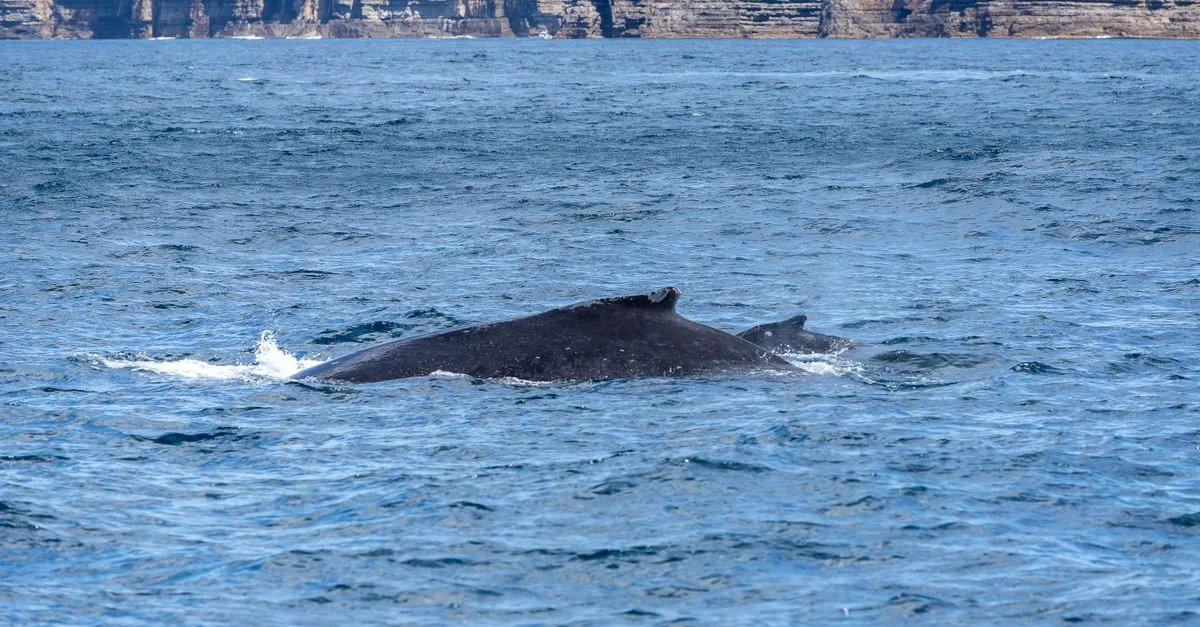 Induk Paus Bungkuk Terlihat Berduka Di Dekat Jasad Anaknya Di Laut Australia