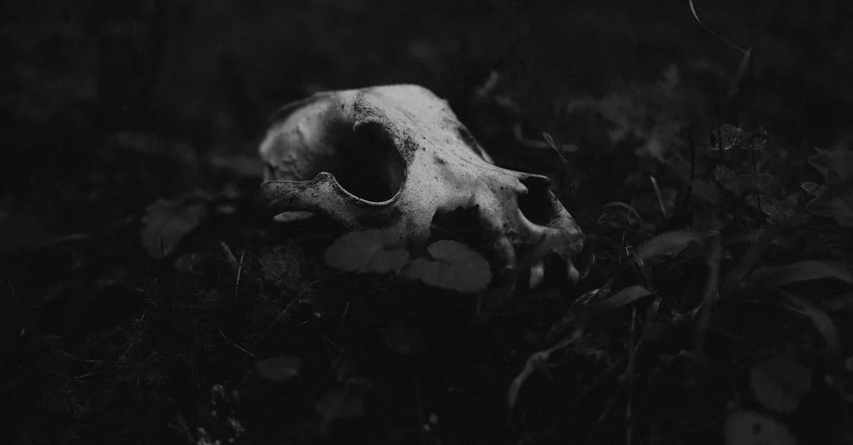 Homo Floresiensis Hanya Mengais Sisa Komodo, Bukan Berburu Besar